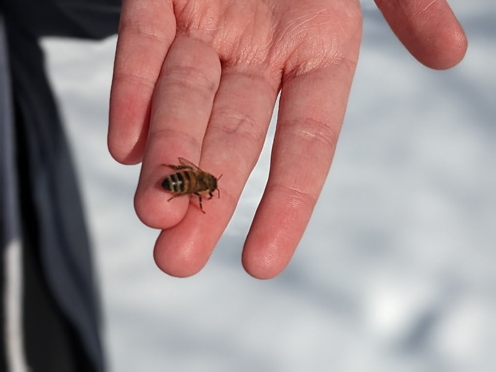 a honey bee has landed on my hand in the middle of winter
