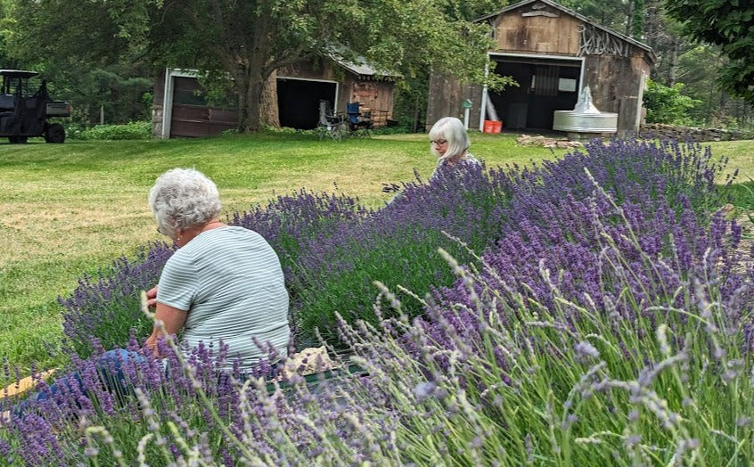 Two women enjoying the U-Cut Lavender event